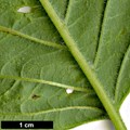 SpeciesSub: subsp. occidentalis